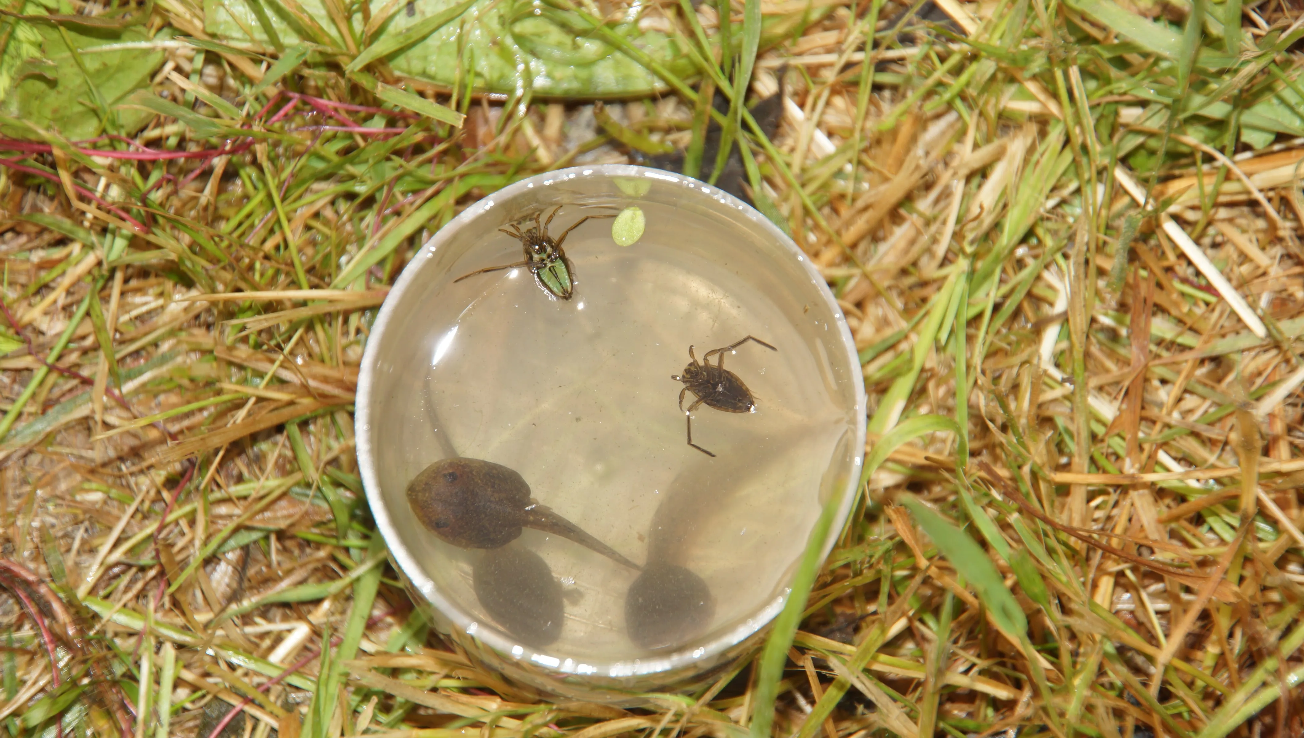 Becher mit Wasserinsekten und Kaulquappe