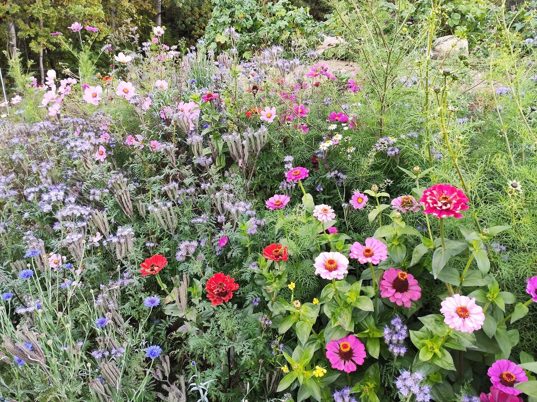 Dicht bewachsenes Beet mit blühenden Zinnien, Kornblumen und Büschelschön
