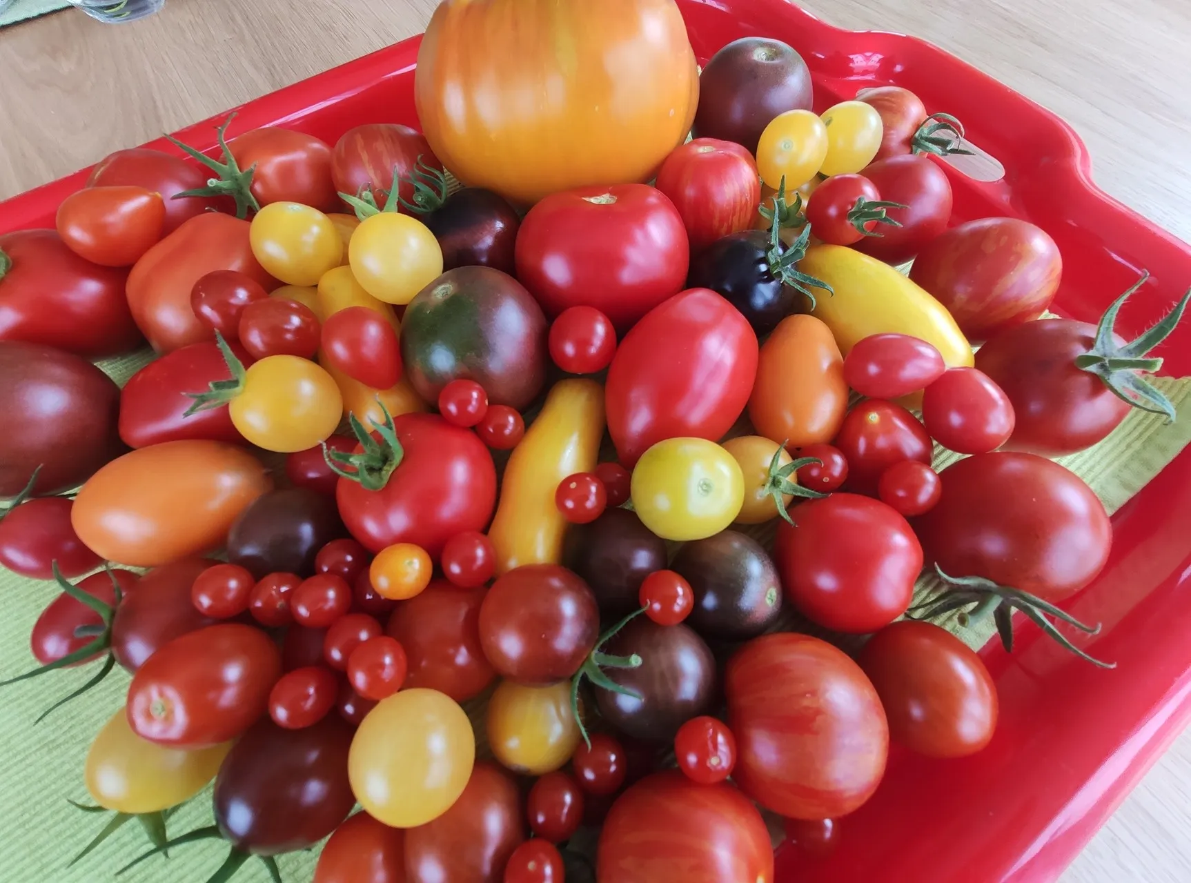Rote Schale voller geernteter Tomaten in vielen Sorten, Farben und Größen