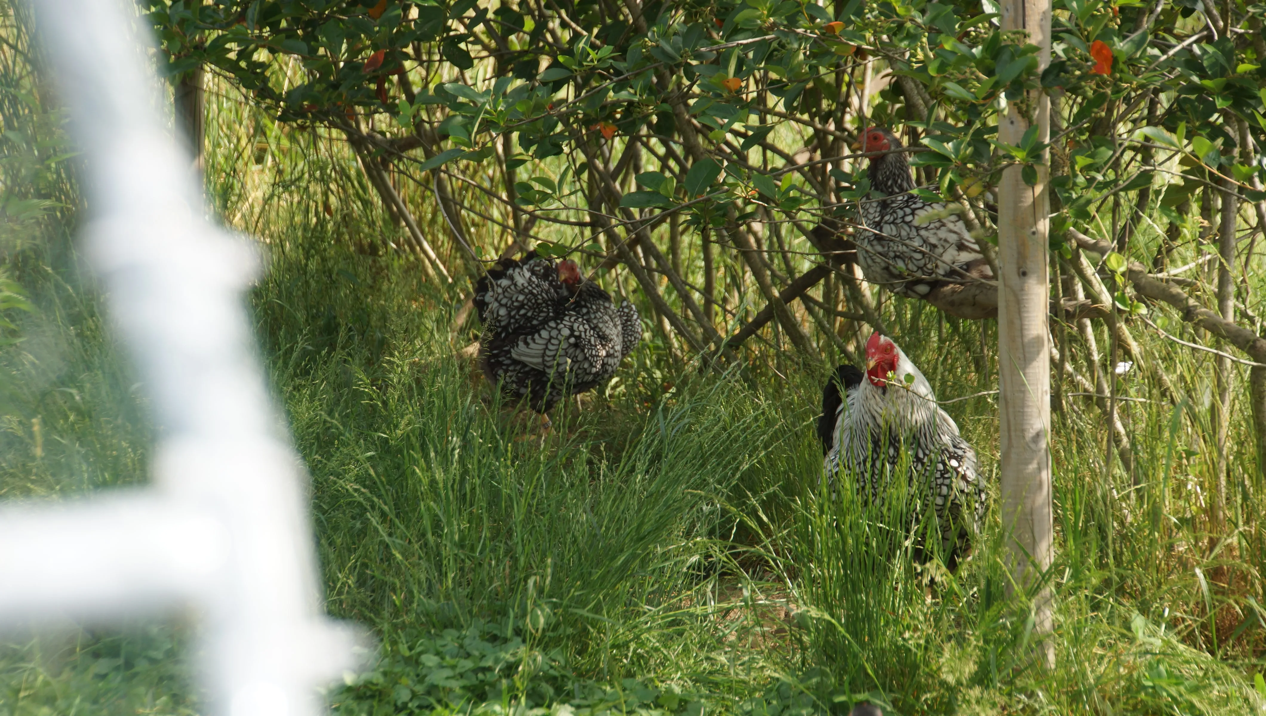 Hühner im Schutz der Hecke