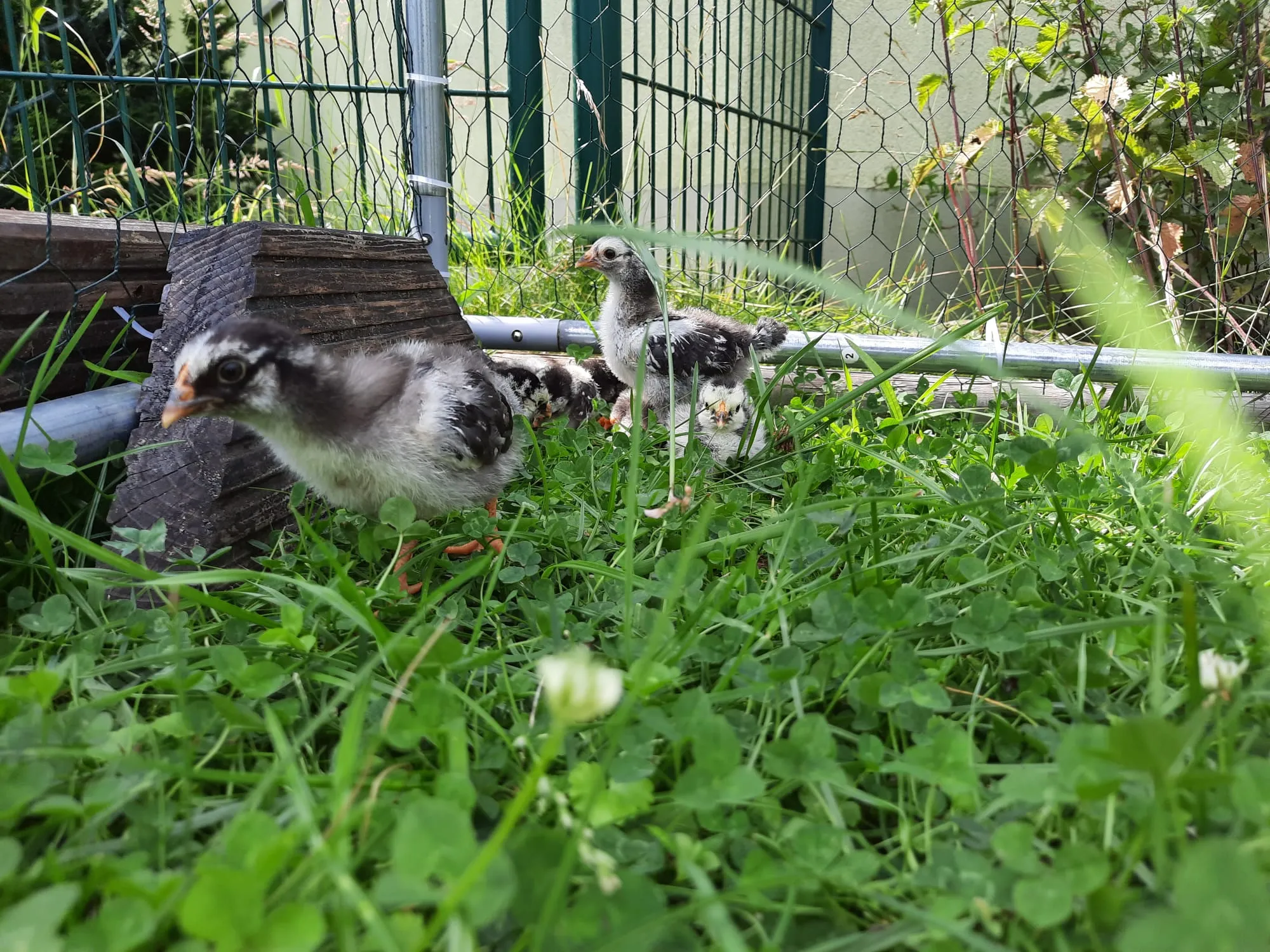 Küken erkunden die Wiese im Gehege