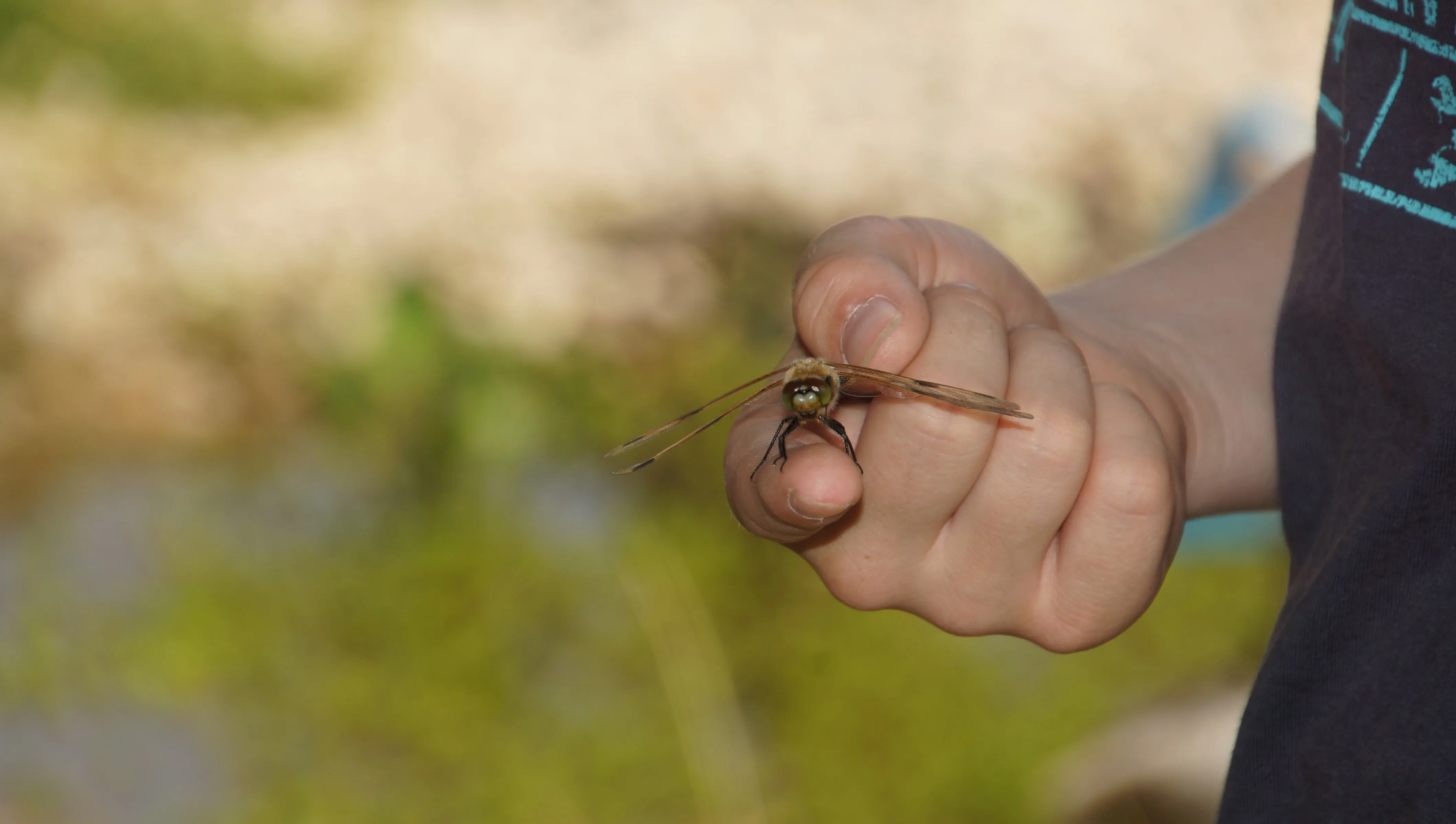 Libelle sitzt auf einer Kinderhand