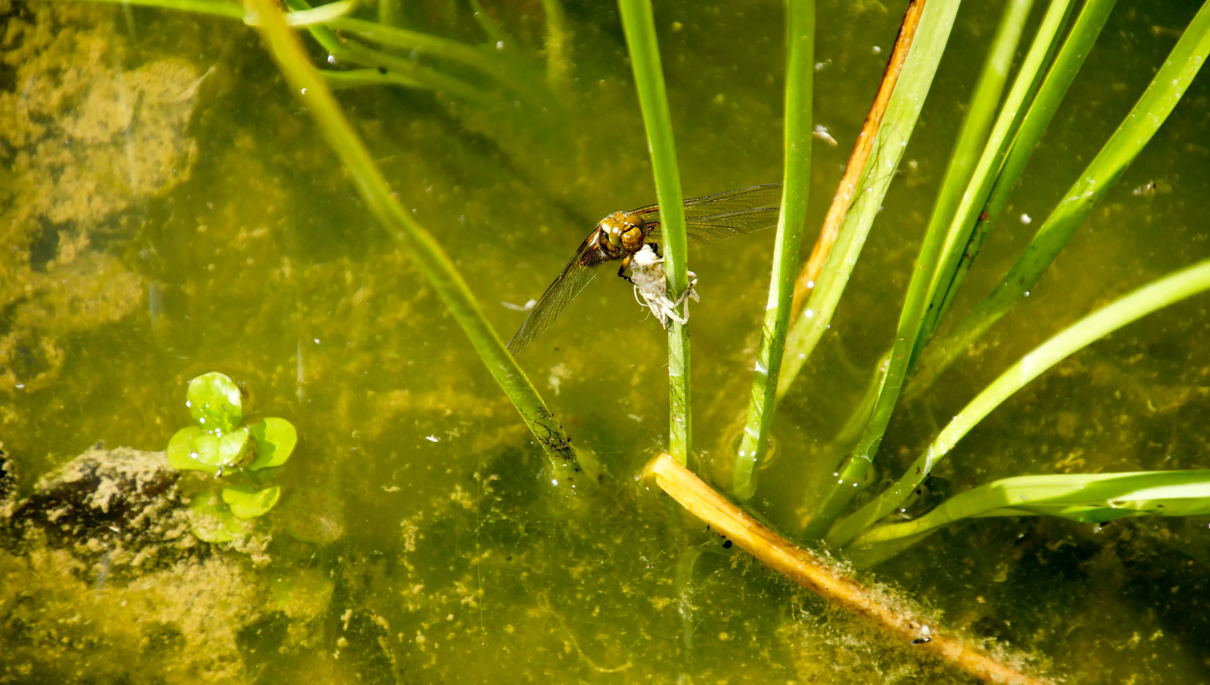 Libelle sitzt auf einem Schilfhalm über dem Teich