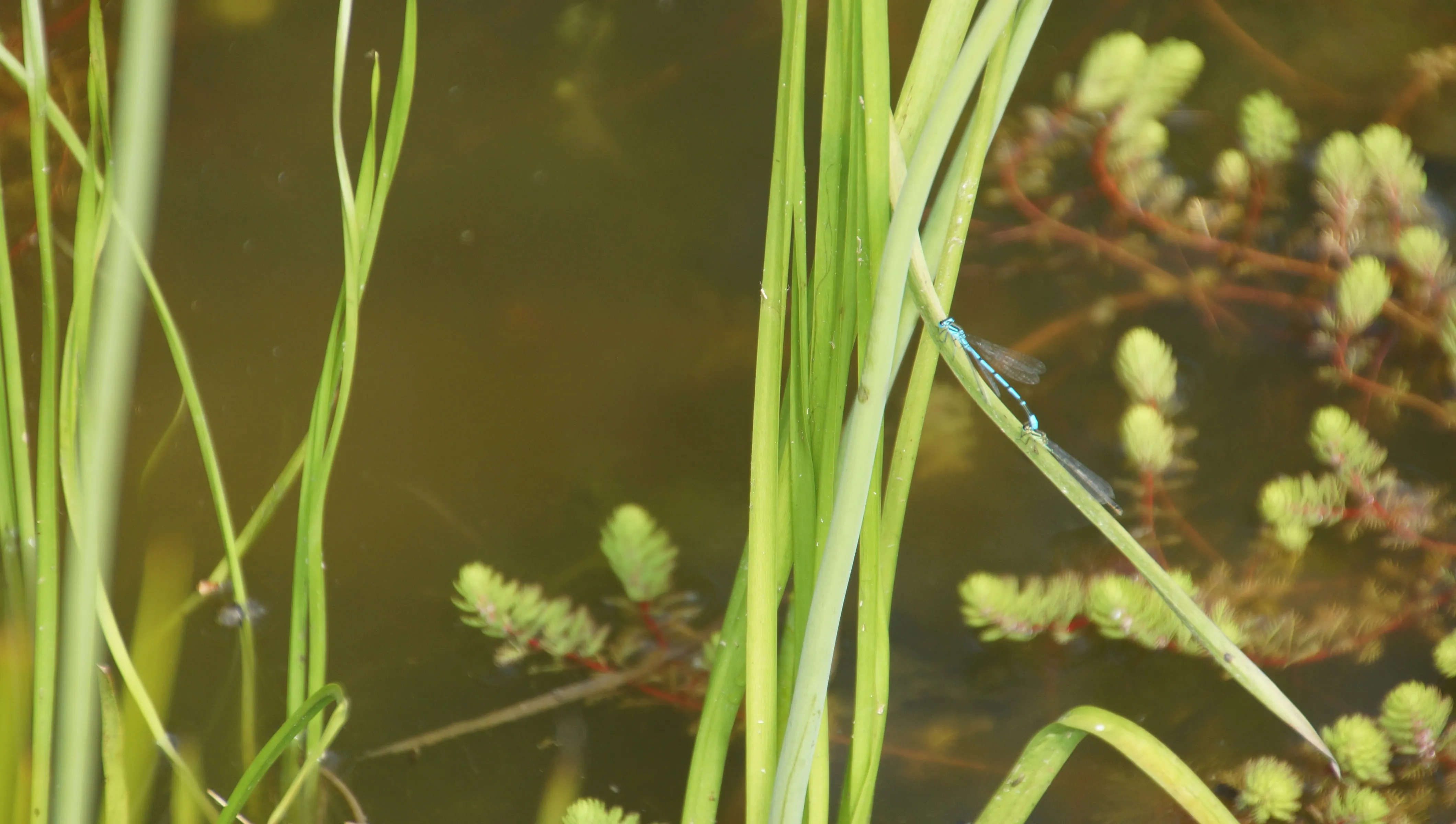 Libellenpaar an Schilfhalmen über dem Teich