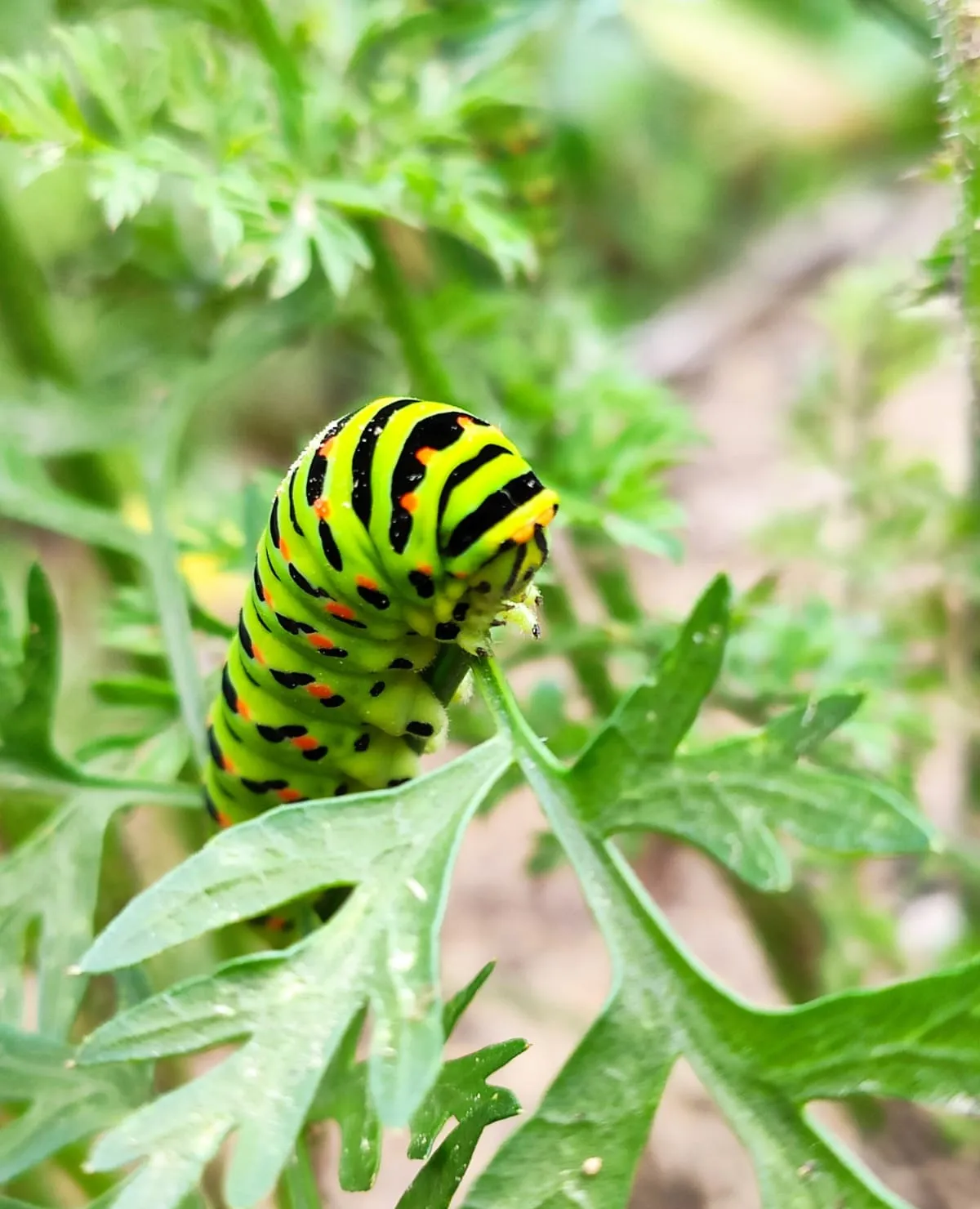 Raupe eines Schwalbenschwanzes auf einer Wildkräuterpflanze