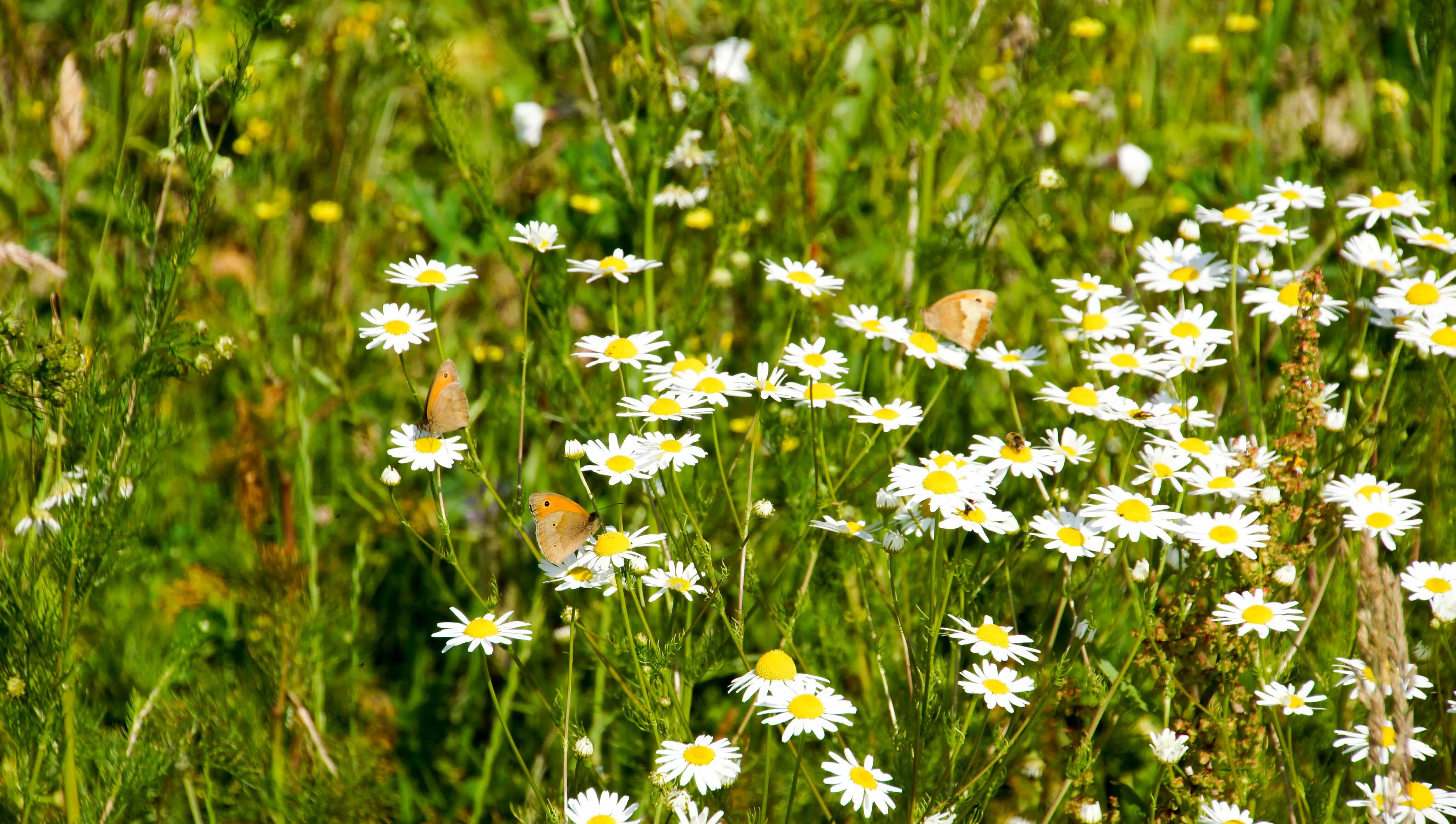 Schmetterlinge auf einer blühenden Wildblumenwiese