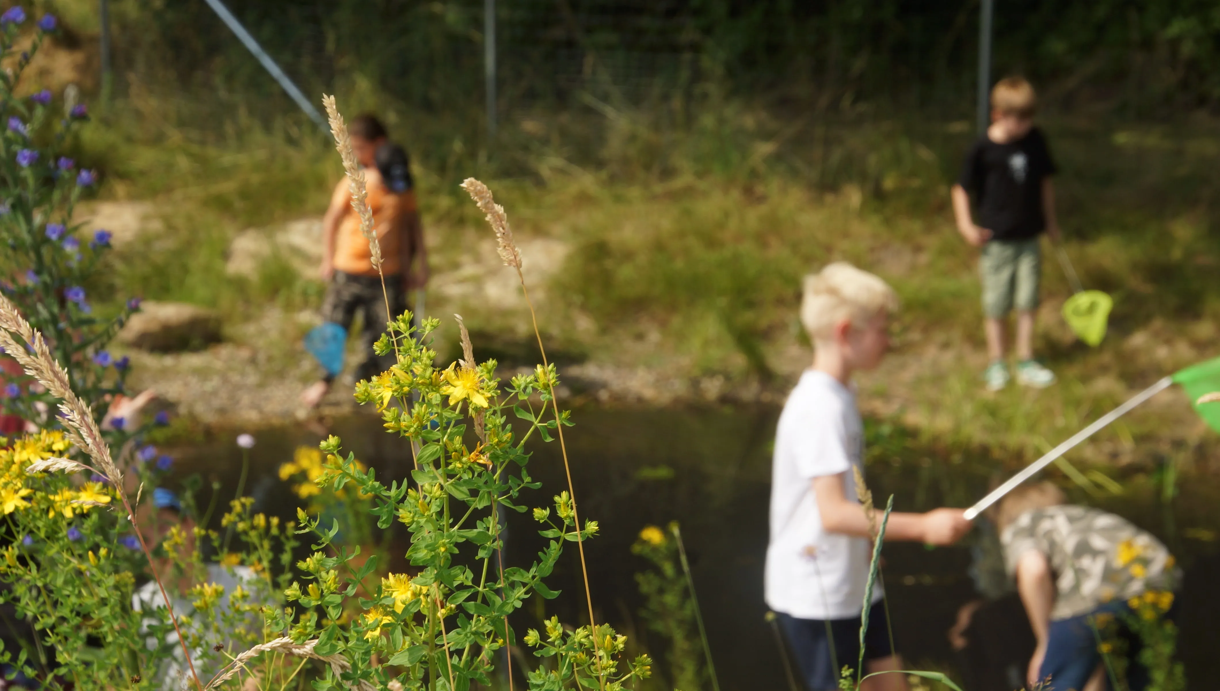 Kinder erkunden den Teich, im Vordergrund blühende Wiese