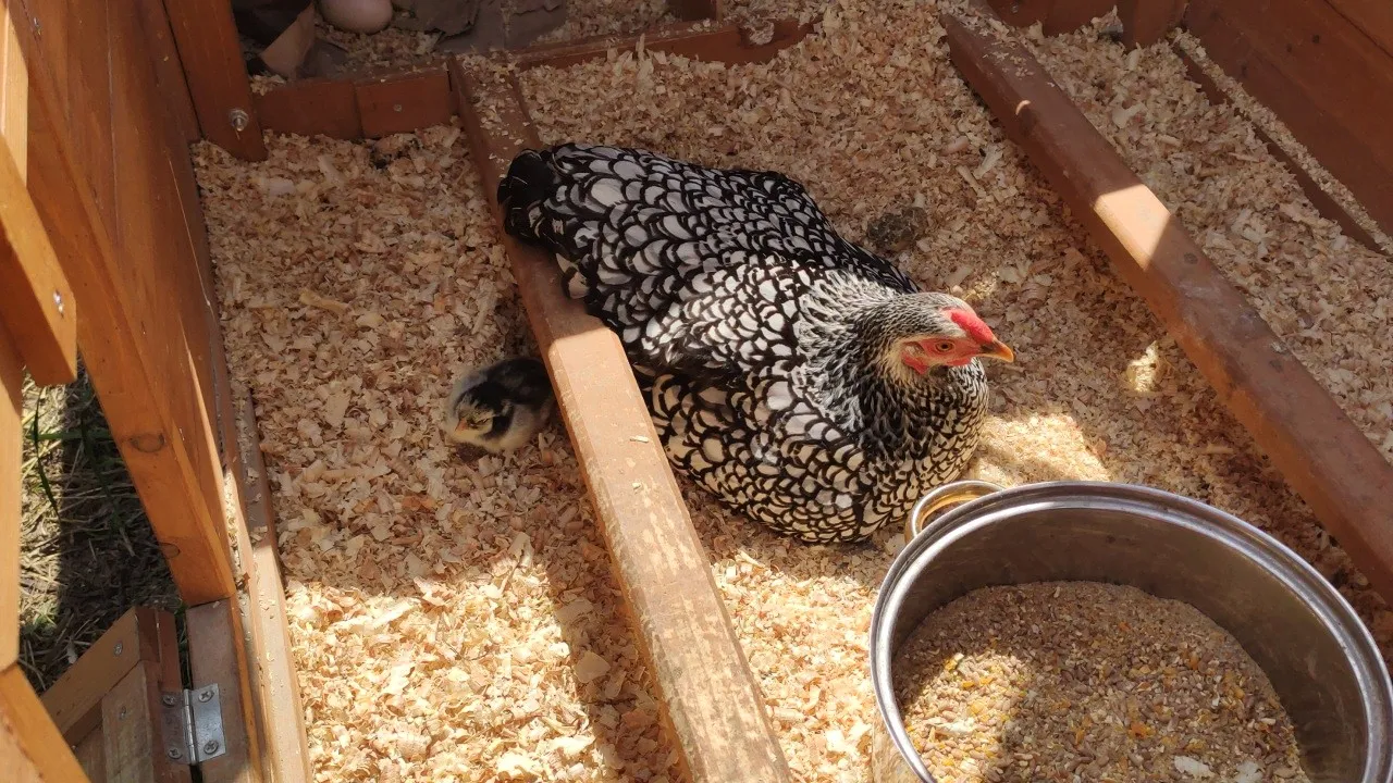 Henne sitzt mit einem kleinen Küken auf Holzspänen im Stall
