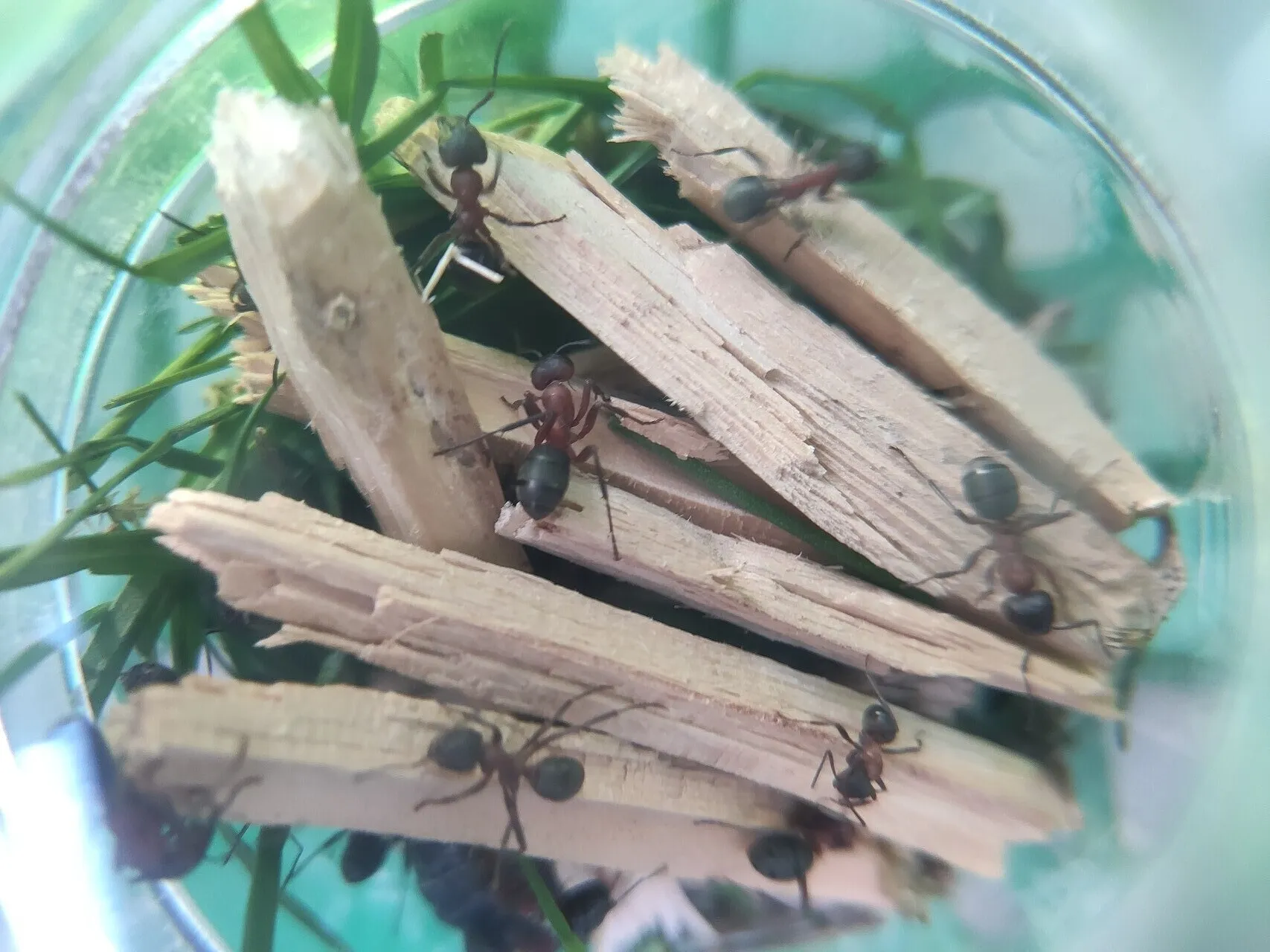 Mehrere Waldameisen krabbeln über Holzstückchen in einer Becherlupe