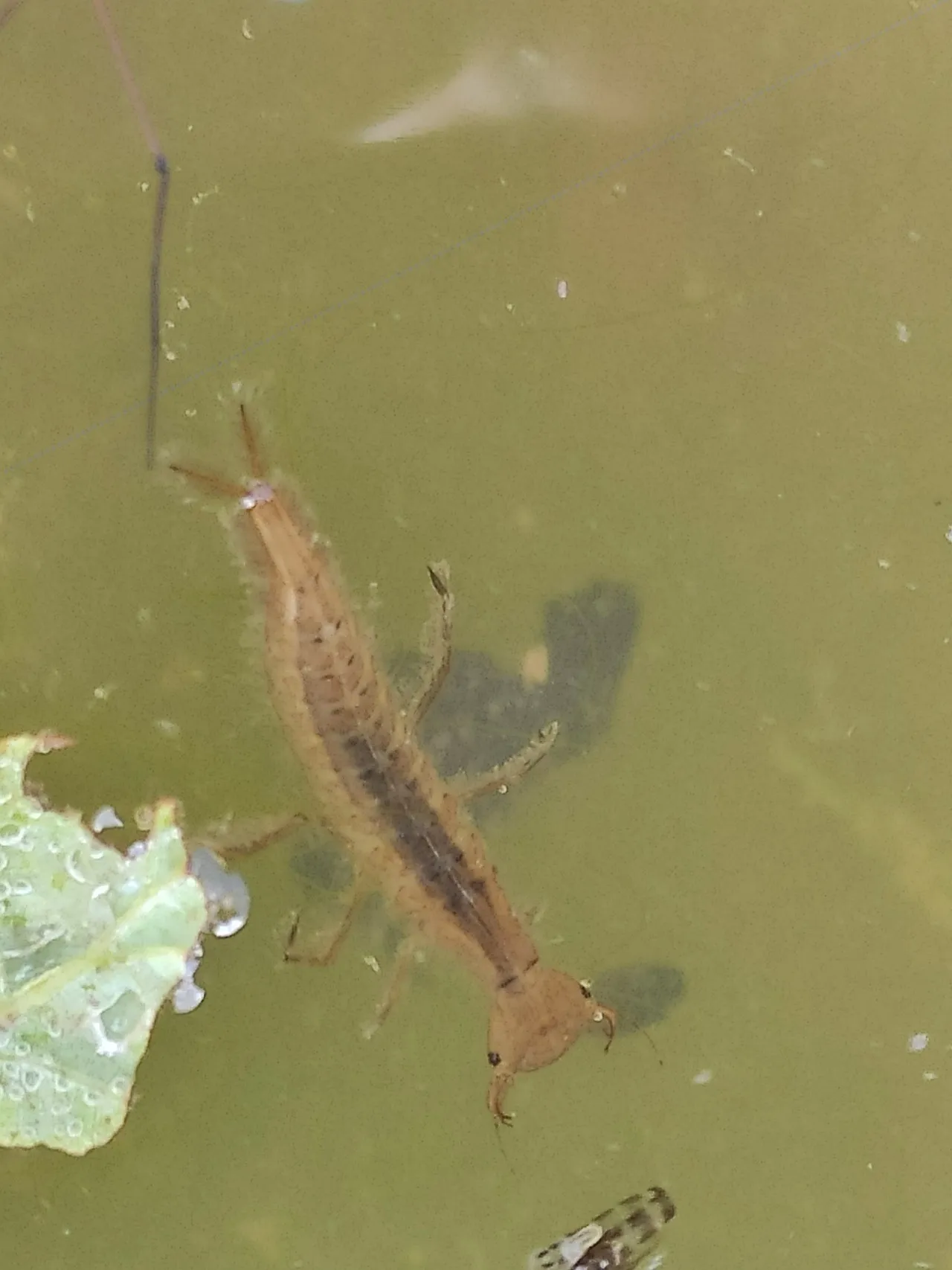 Larve eines Gelbrandkäfers schwimmt im grünlichen Teichwasser