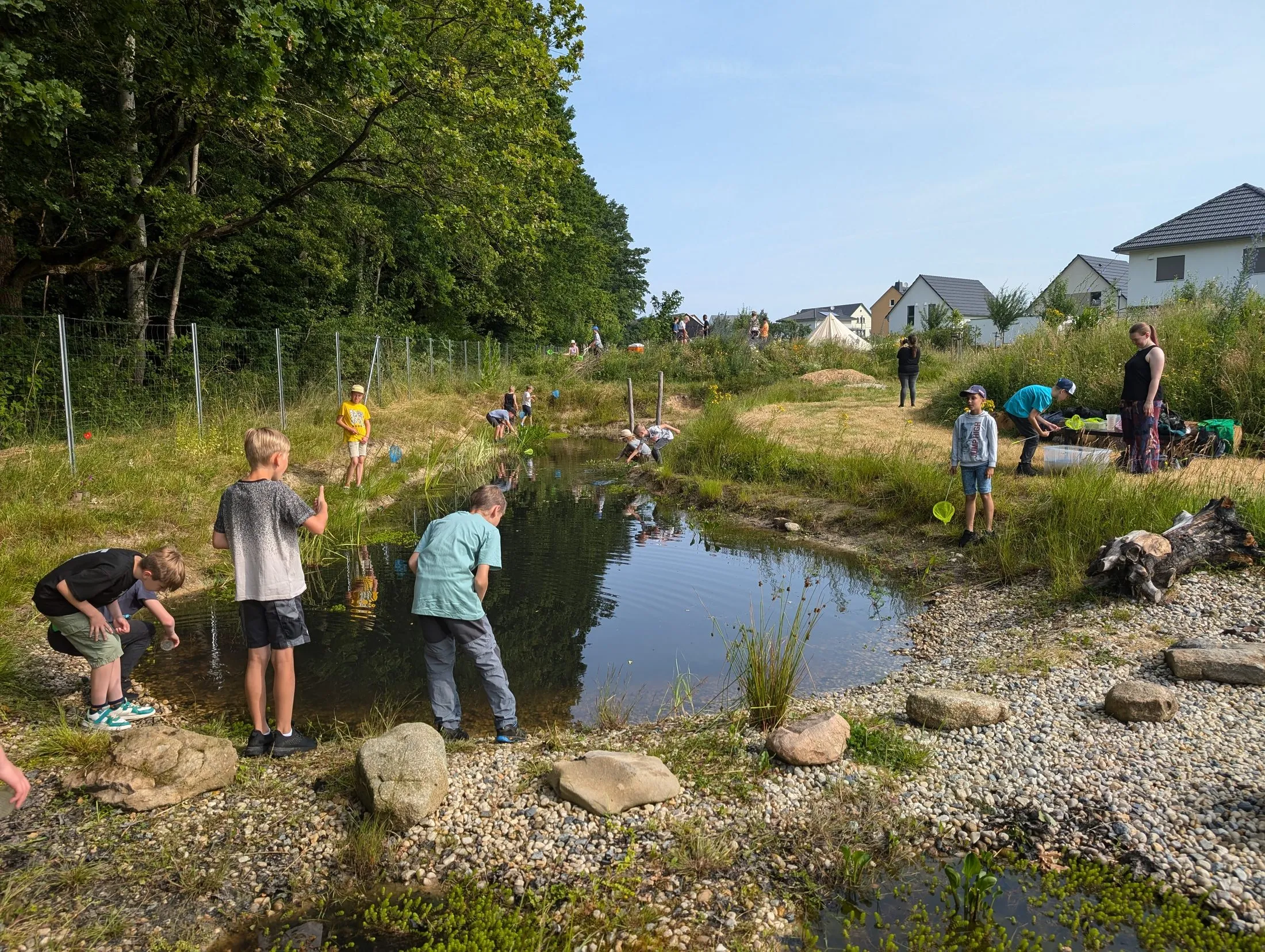 Schulklasse keschert mit Netzen und Becherlupen rund um den flachen Teich