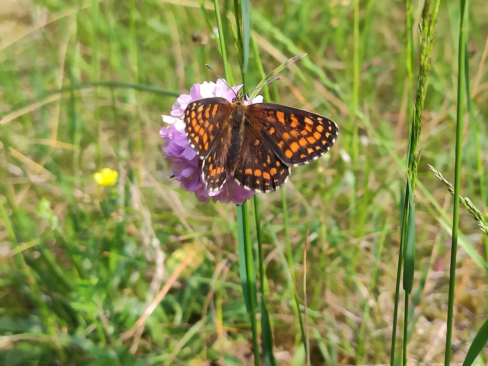 Orange-brauner Scheckenfalter mit ausgebreiteten Flügeln auf einer violetten Skabiosenblüte