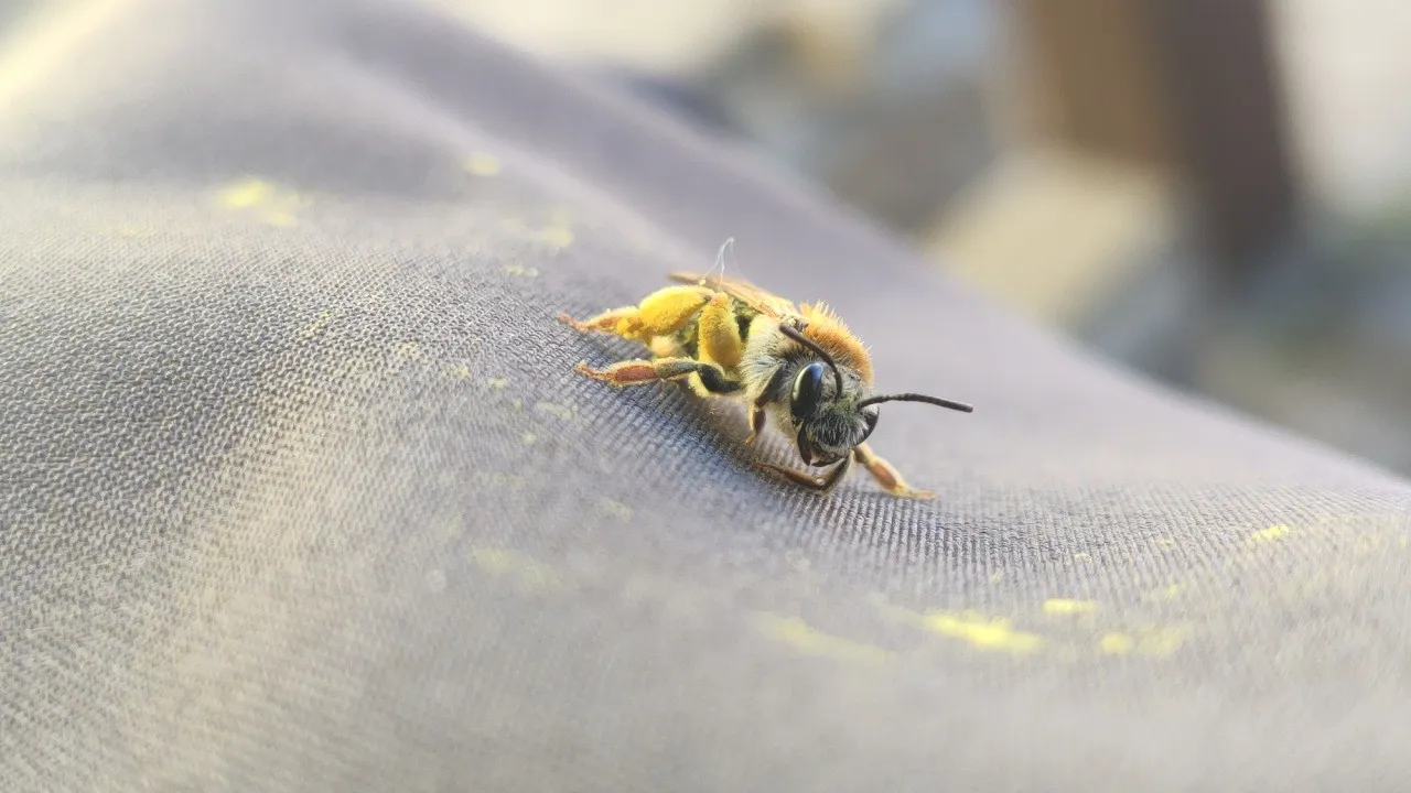 Wildbiene mit dick gefüllten gelben Pollenhöschen an den Hinterbeinen